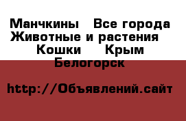 Манчкины - Все города Животные и растения » Кошки   . Крым,Белогорск